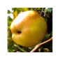 Obst, Kräuter & Gemüse - Apfel »Dülmener Rosenapfel« Busch im Angebot