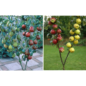 Obst, Kräuter & Gemüse - Set Duo-Apfel & Duo-Birne je 1 Bäumchen im Angebot