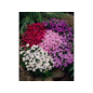 winterharte Stauden - Staude Aster dumosus Kissenaster im Angebot