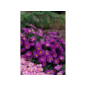 winterharte Stauden - Staude Aster dumosus Kissenaster im Angebot