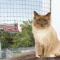 Katzen - Cat Protect Set im Angebot