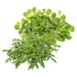 Deutschland Feldsalat oder Rucola Salat im Angebot