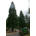 Bambus Willumeit Gartenbau-Filiale, Nußbaumallee 69, 64297 Darmstadt
